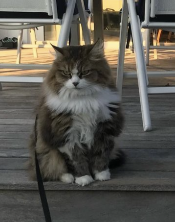 Sibirisk katt Europa